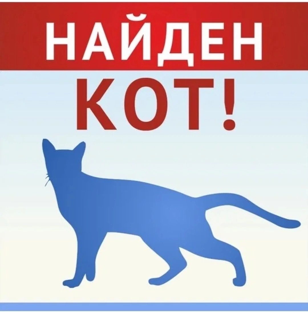 Найдена собака в Сыктывкаре — фото объявления