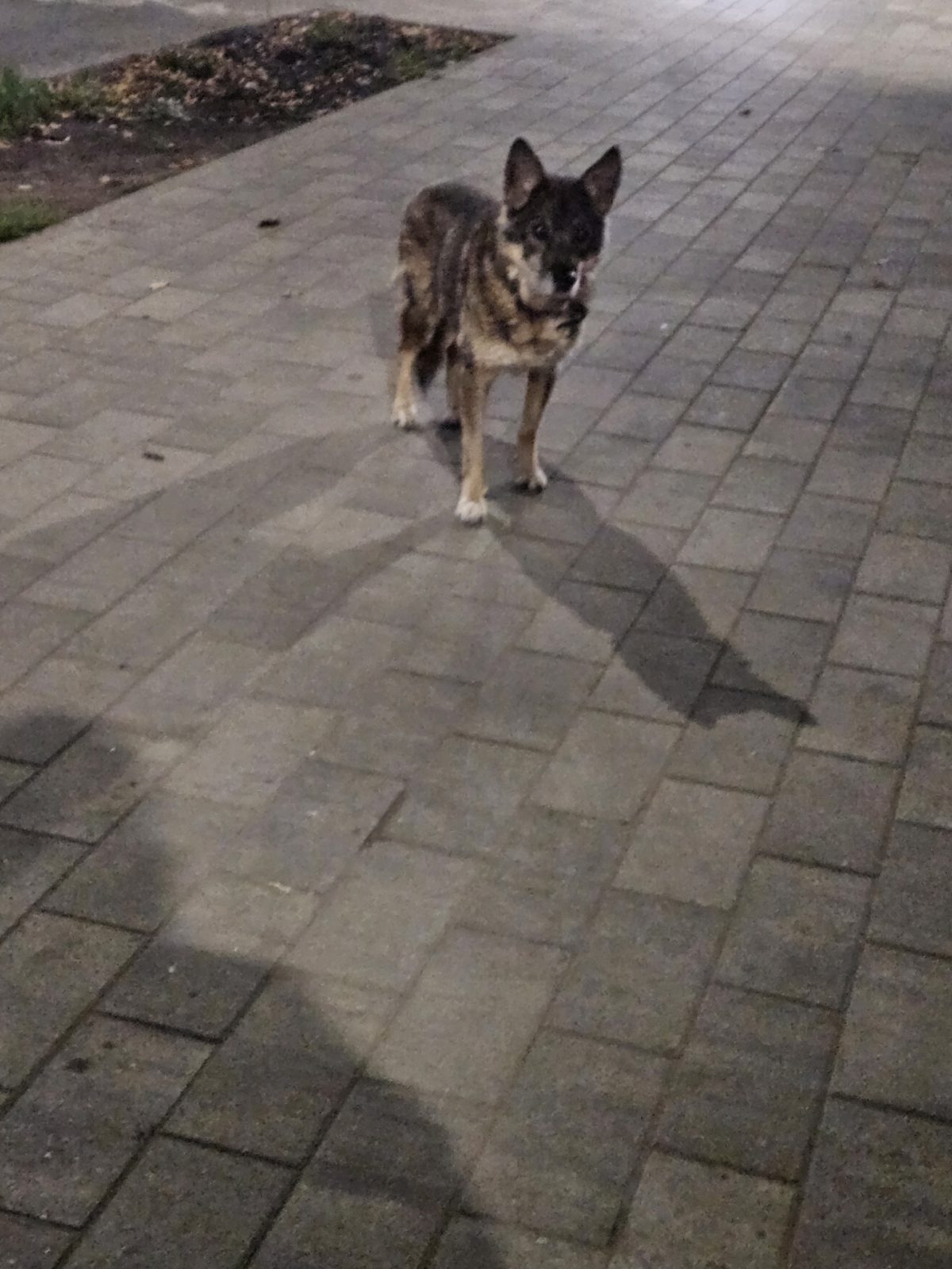 Найдена собака в Нижнем Новгороде — фото объявления
