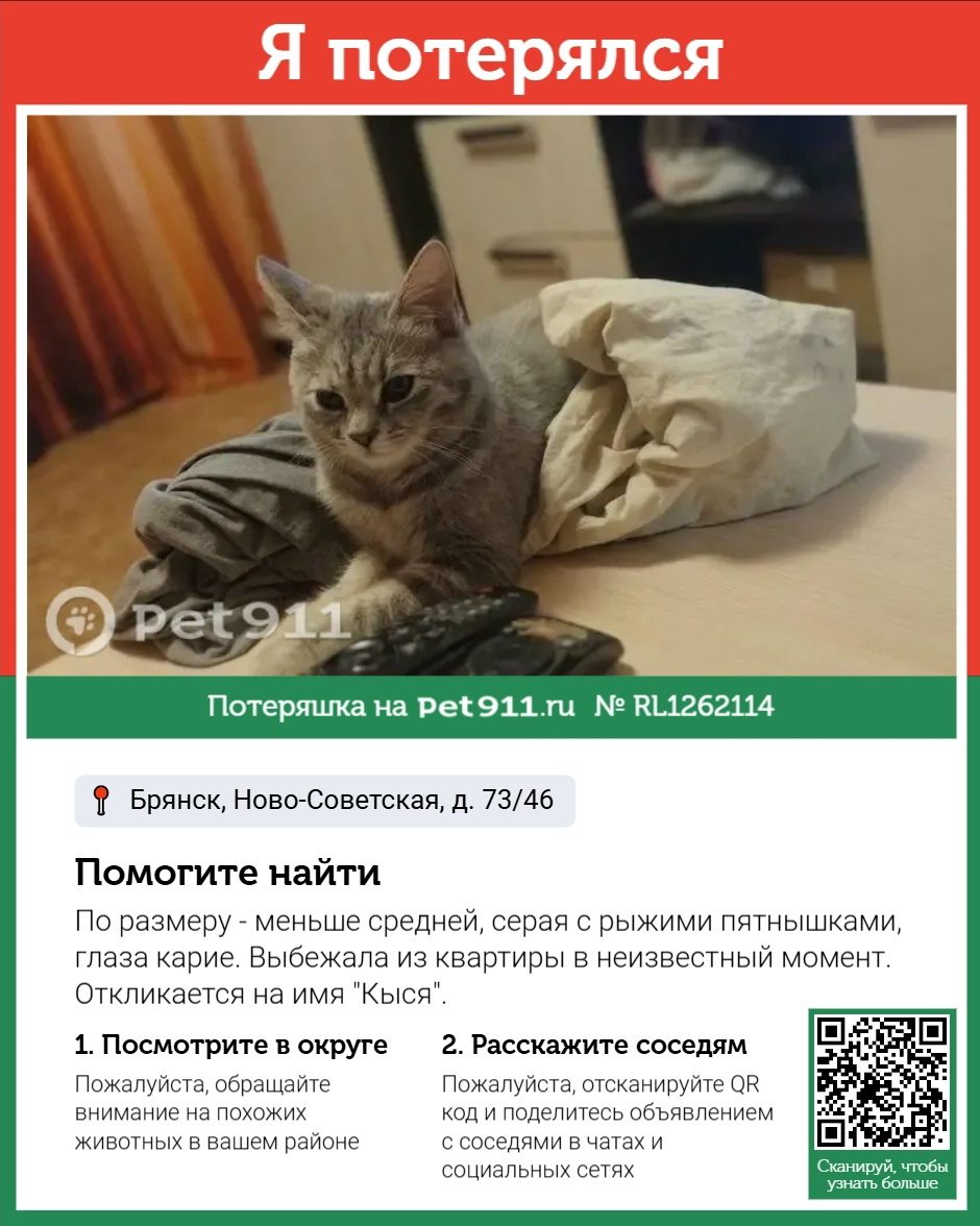 Найдена кошка в Брянске — фото объявления