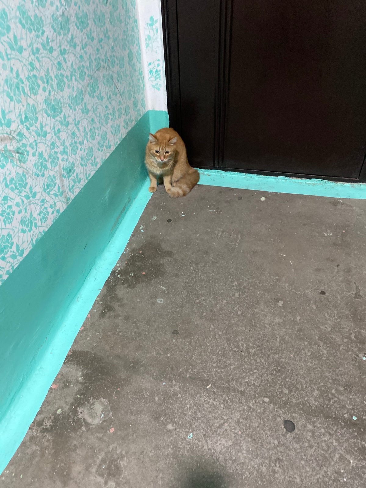 Найдена кошка в Новом Уренгое — фото объявления