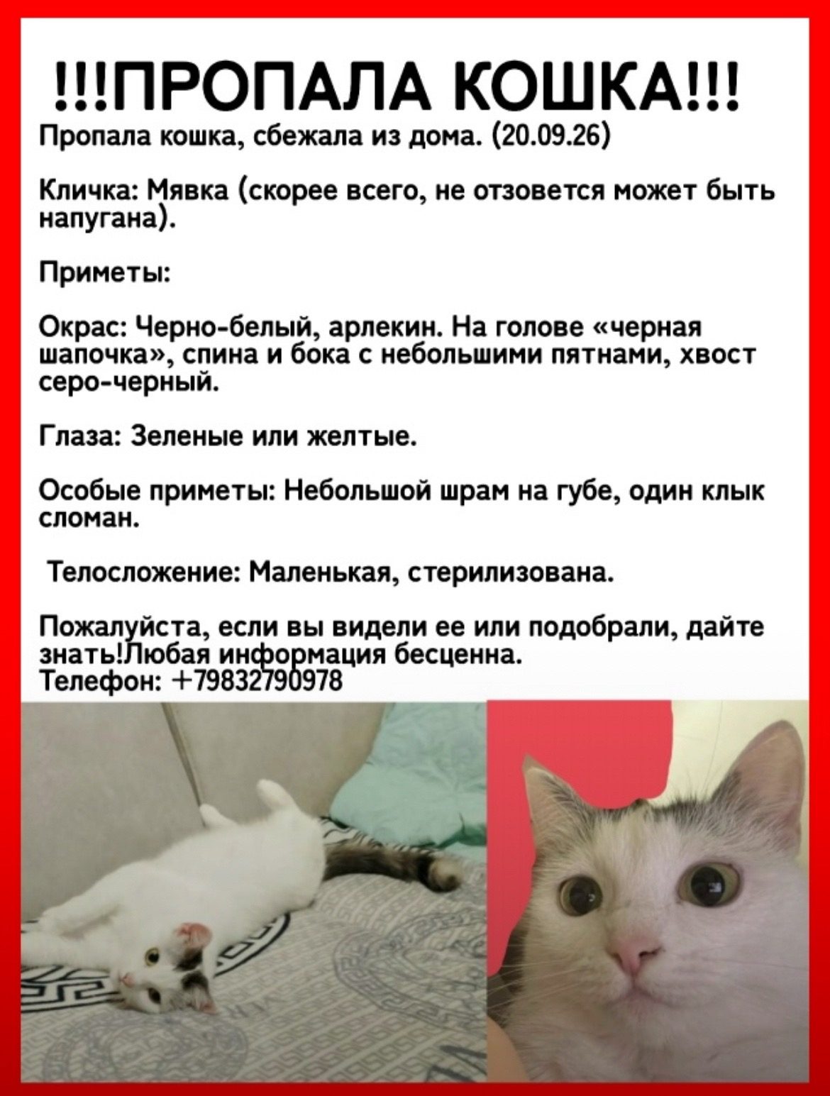 Найдена кошка в Чите — фото объявления