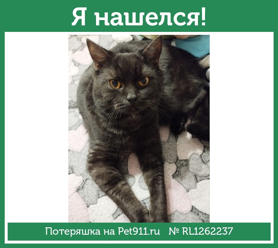 Найдена кошка в Петрозаводске — фото объявления