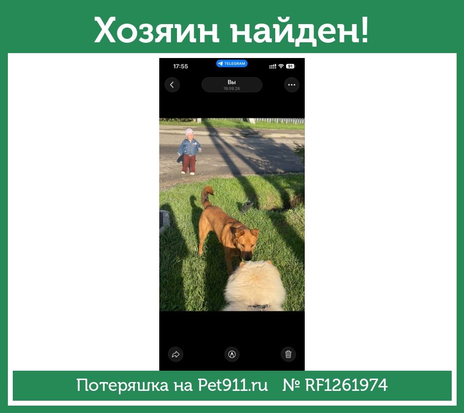 Найдена собака в Москве — фото объявления