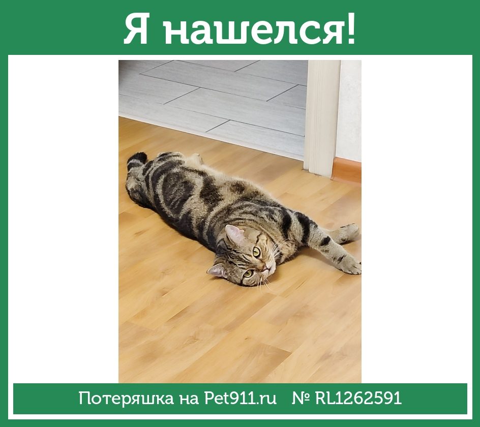 Найдена кошка в Реутове — фото объявления