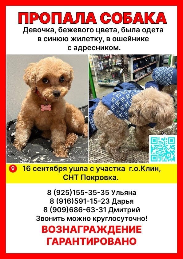 Найдена собака в Клине — фото объявления