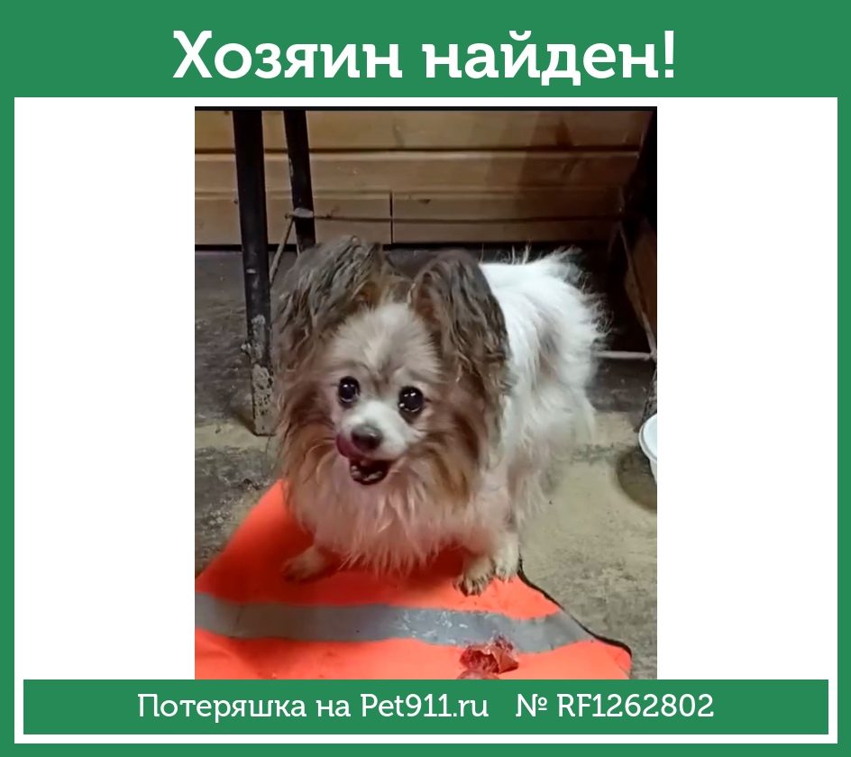 Найдена собака в Гатчине — фото объявления