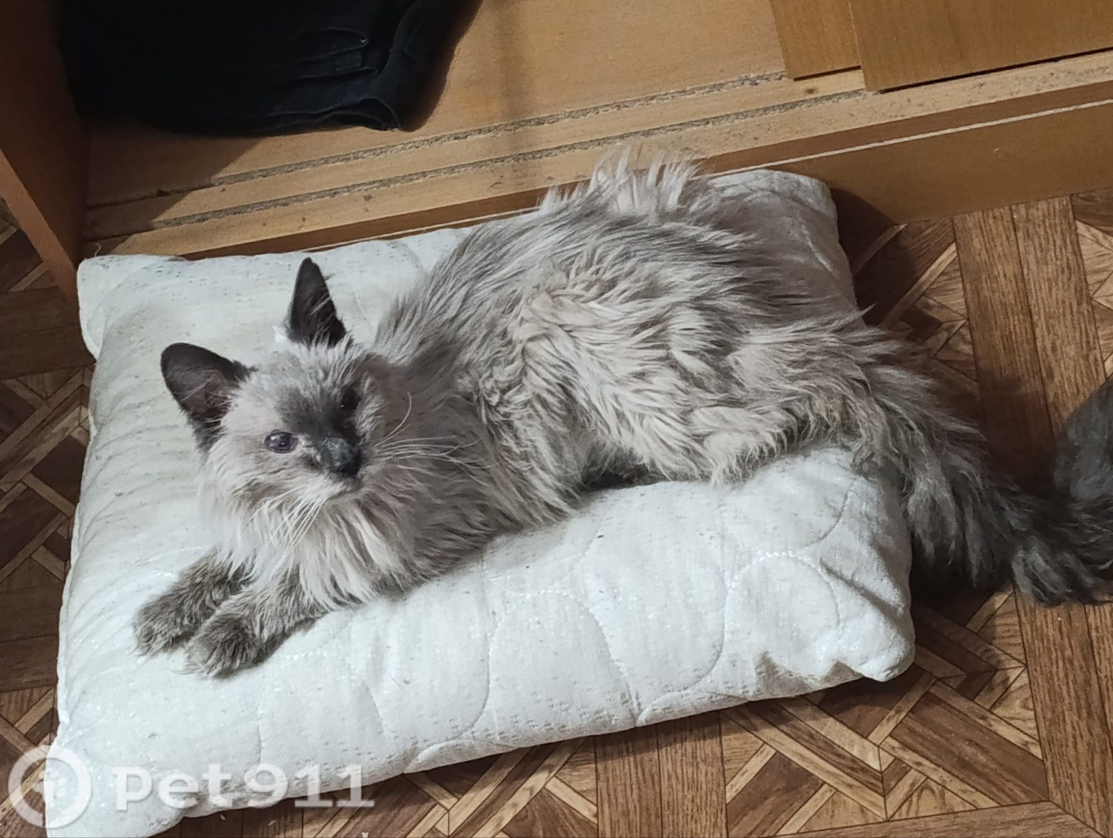 Найдена кошка в Видном — фото объявления