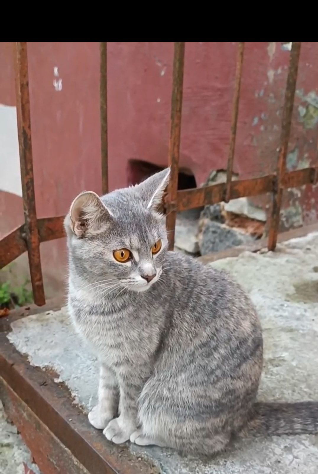 Найдена кошка в Калуге — фото объявления