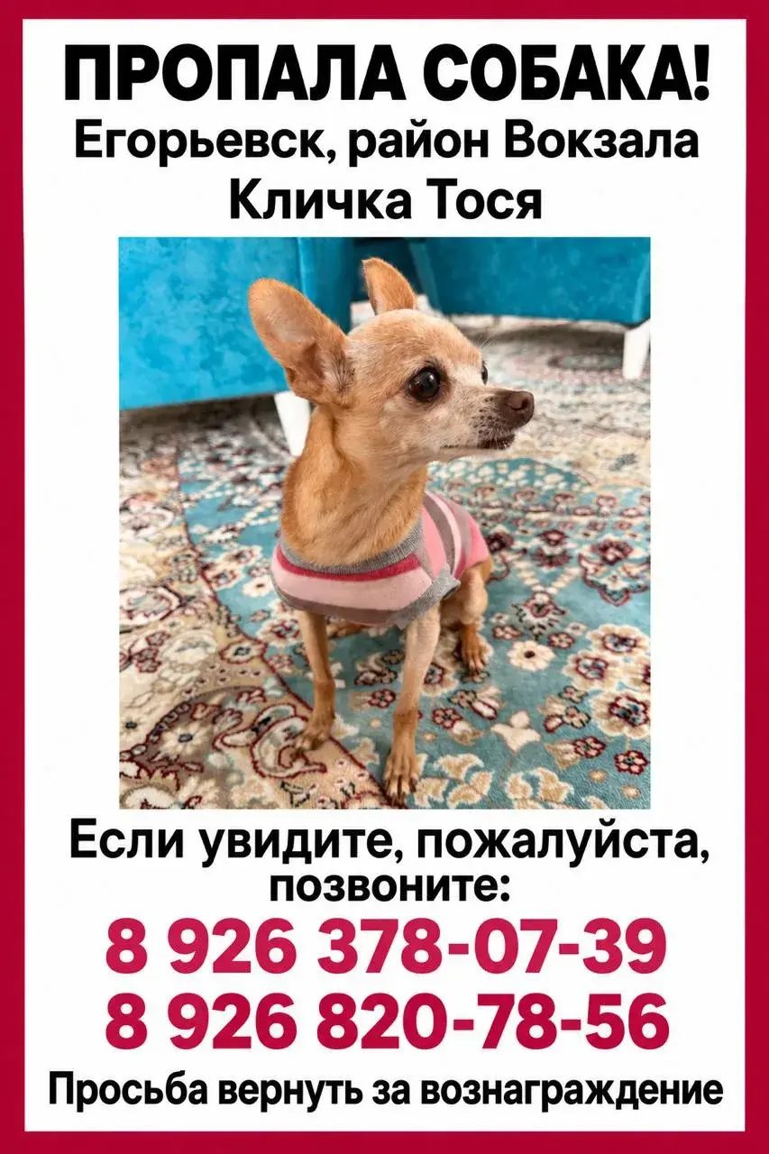 Пропала собака в Егорьевске — фото объявления