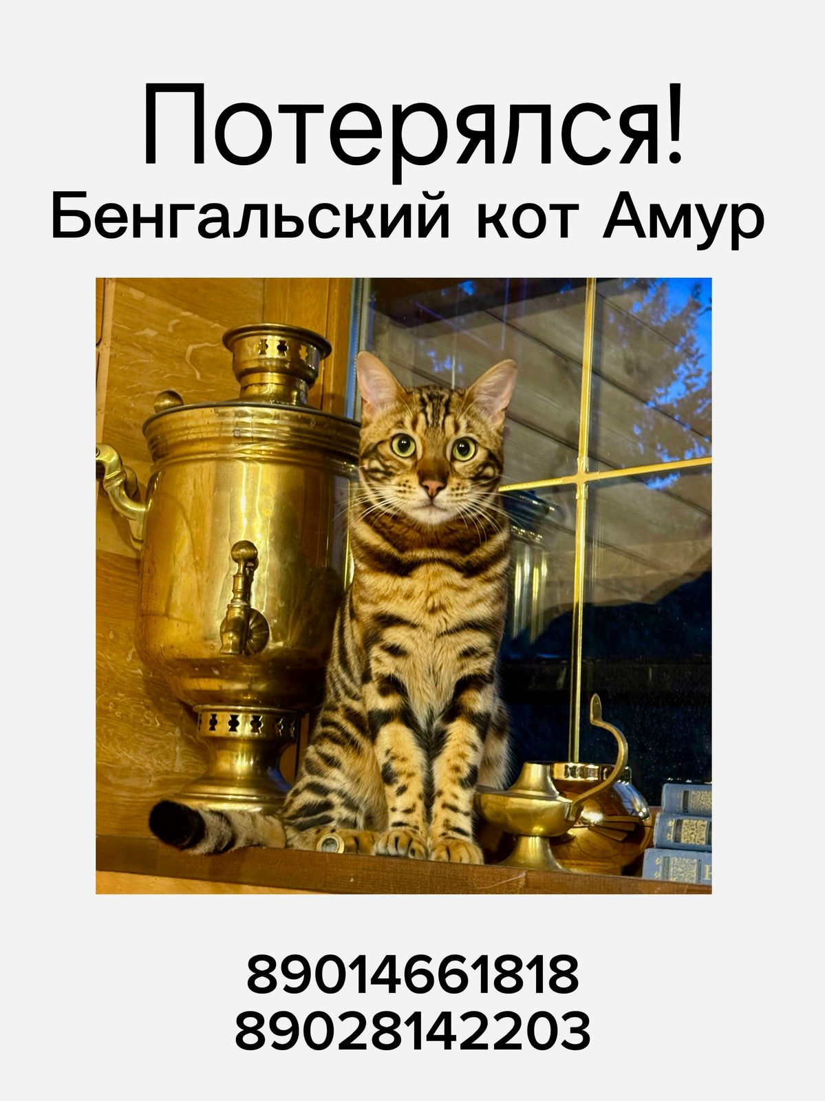 Найдена кошка в Реутове — фото объявления