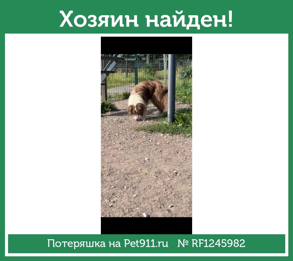 Найдена собака в Москве — фото объявления