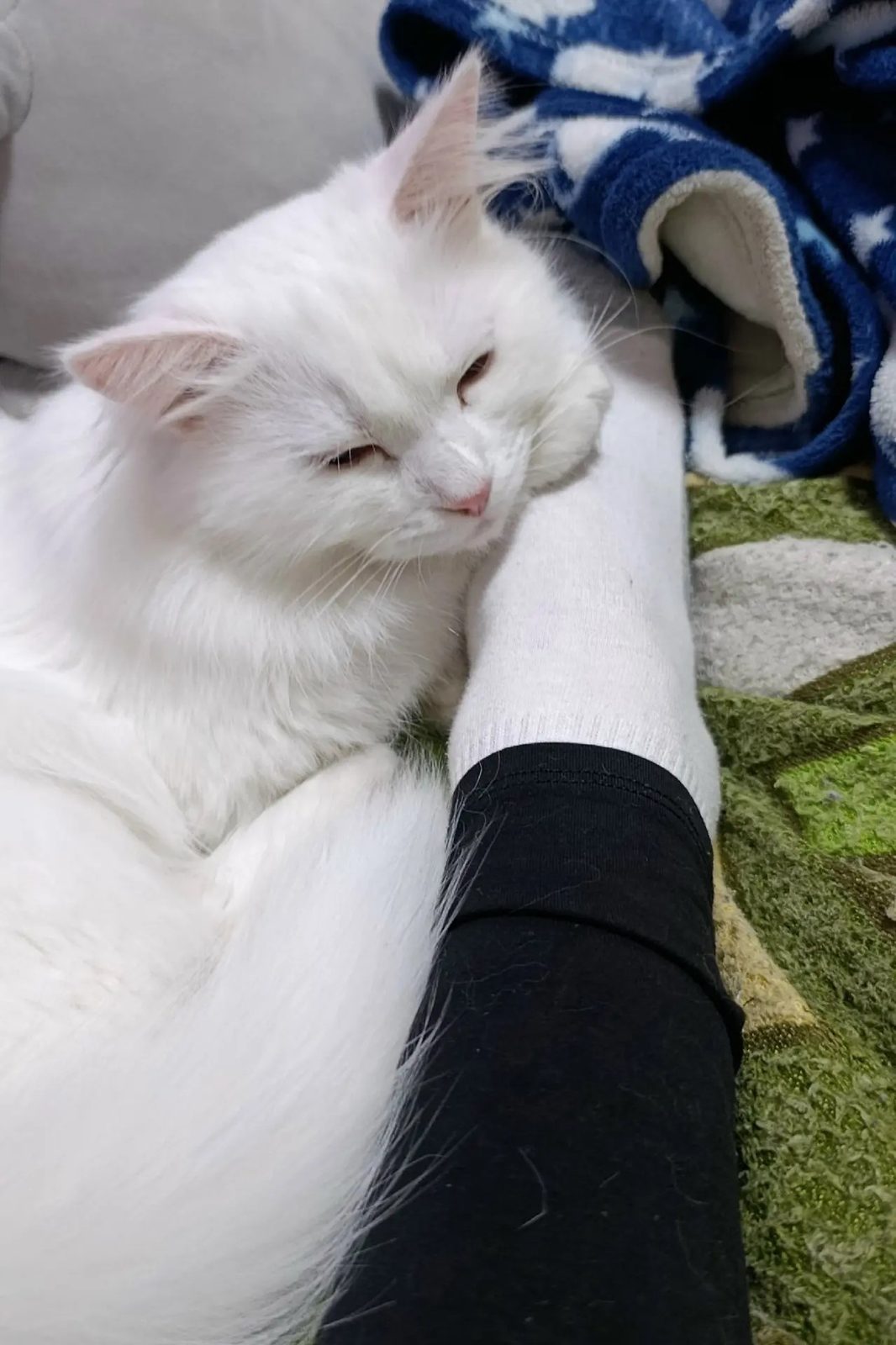 Пропала кошка в Донецке — Помогите найти кошку!