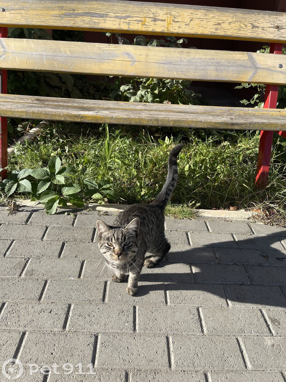 Найдена кошка в Челябинске — фото объявления
