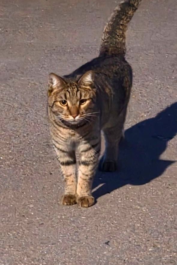 Найдена кошка в Москве — фото объявления