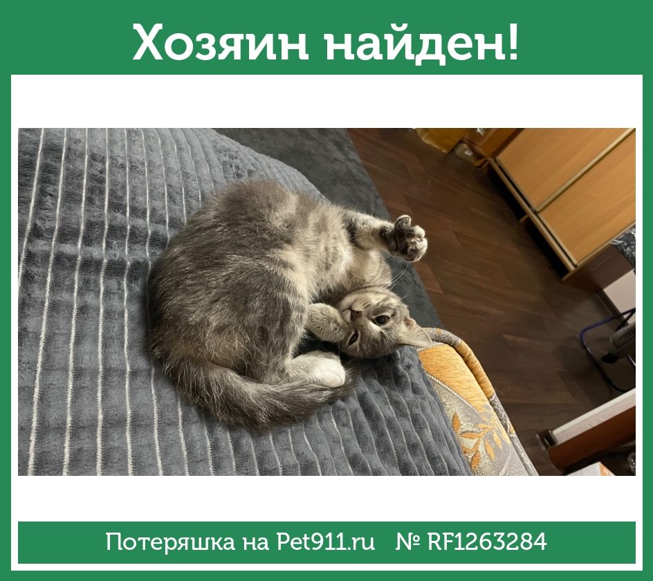 Найдена кошка в Хабаровске — фото объявления