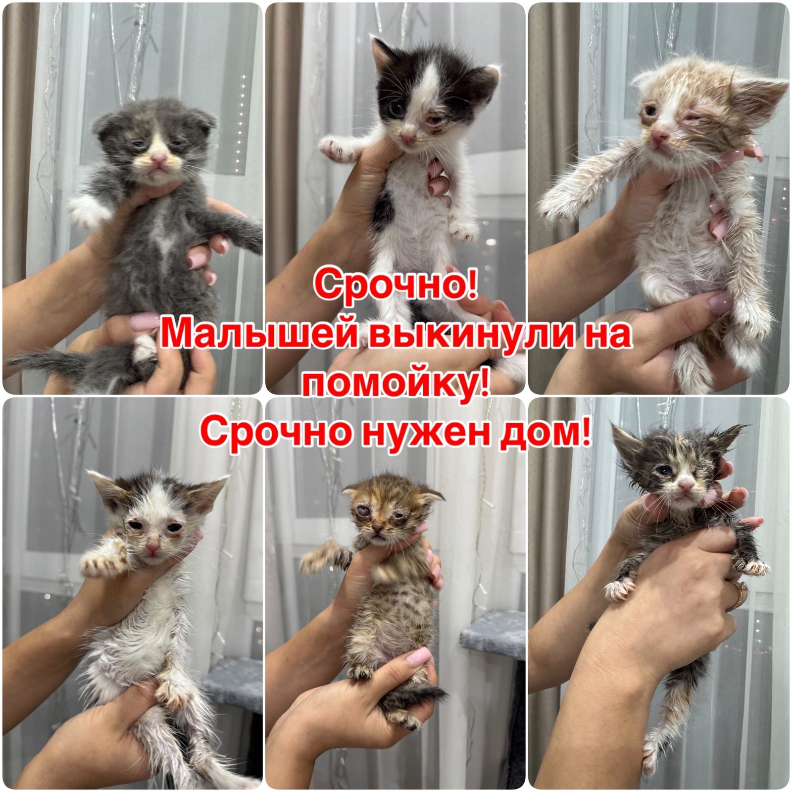 Объявление о питомце в Ставрополе — фото объявления
