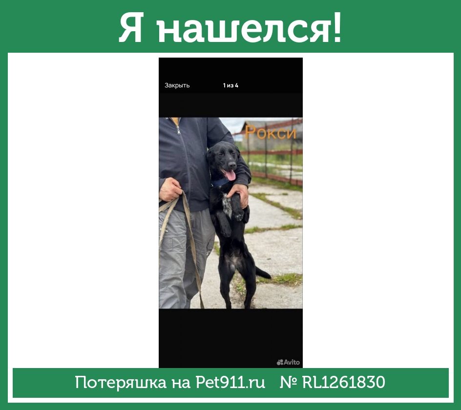 Найдена собака в Твери — фото объявления