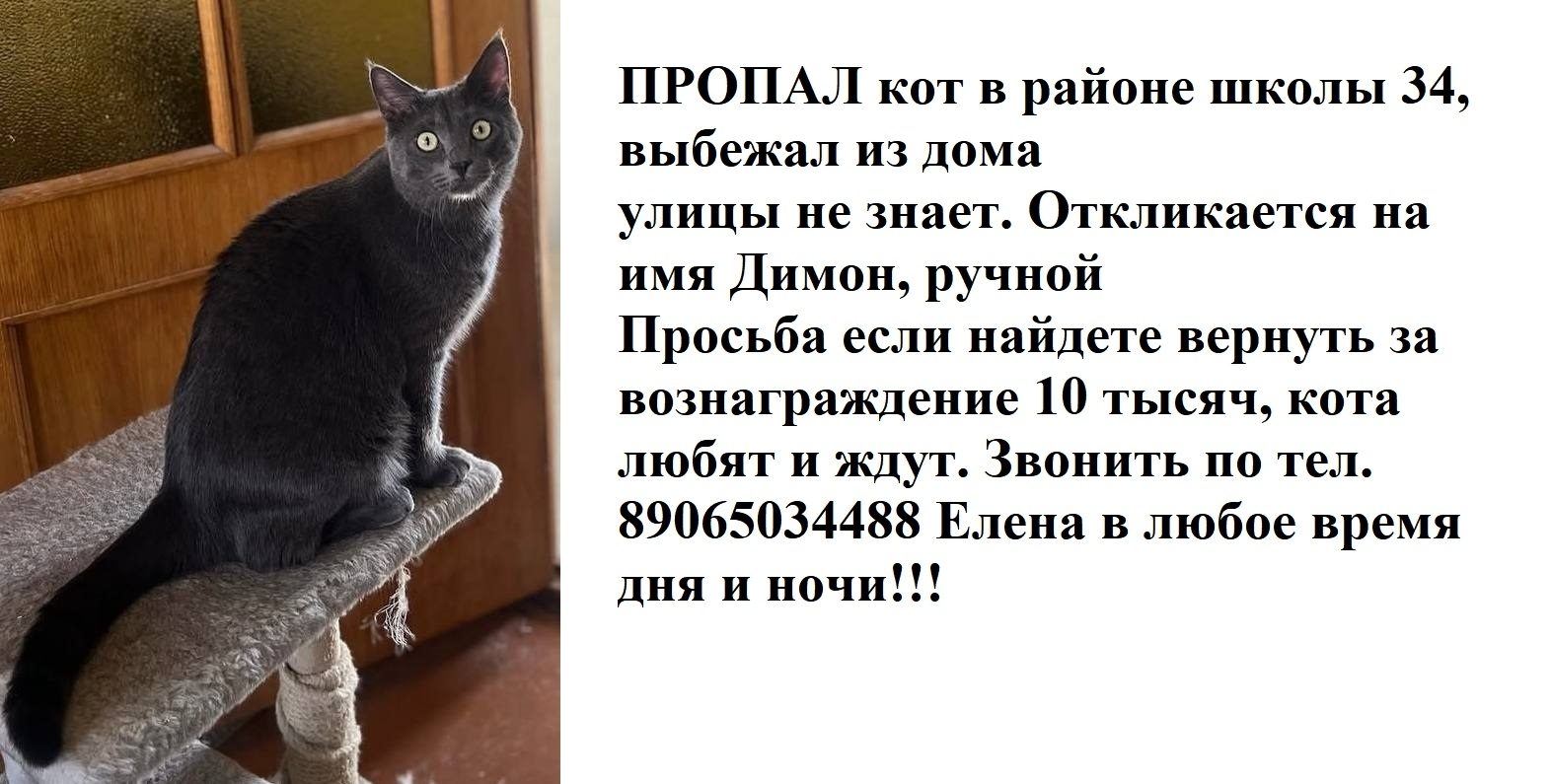 Найдена кошка в Брянске — фото объявления