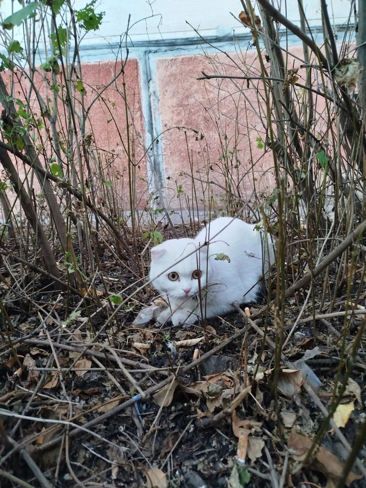 Найдена кошка в Магнитогорске — фото объявления