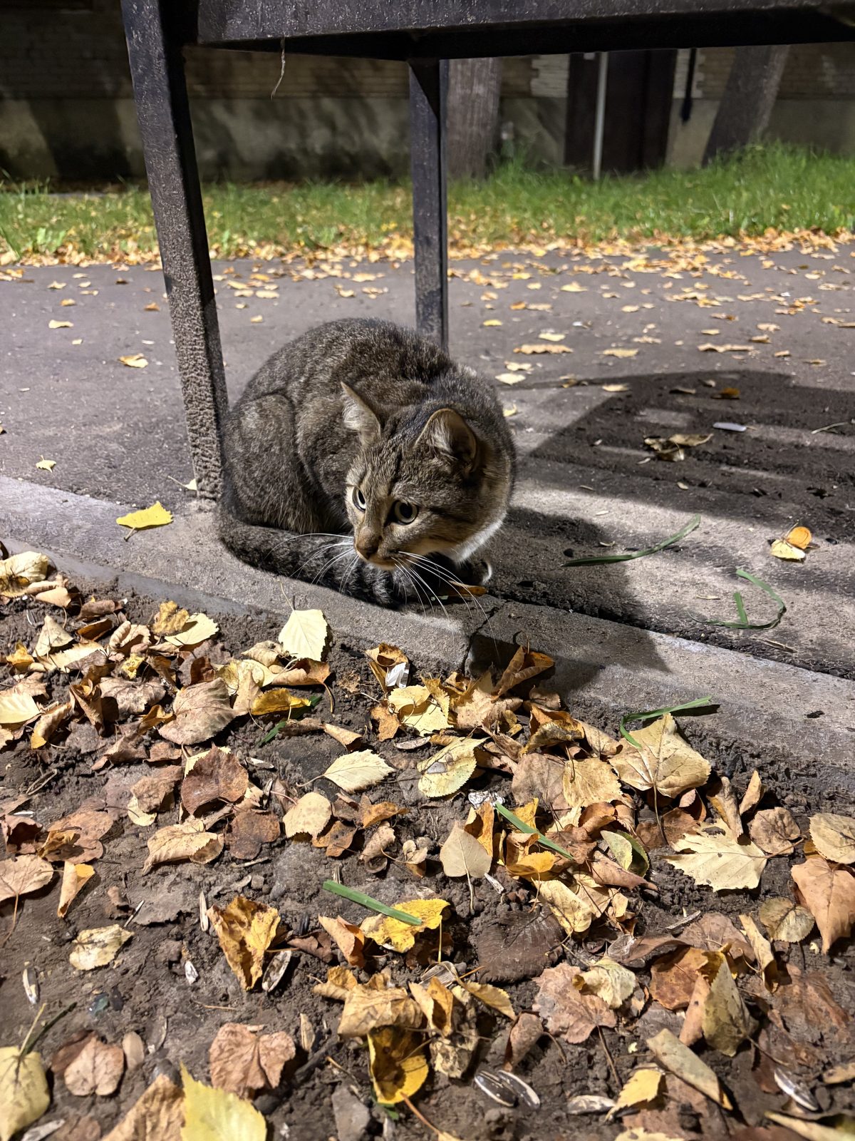 Найдена кошка в Казани — фото объявления