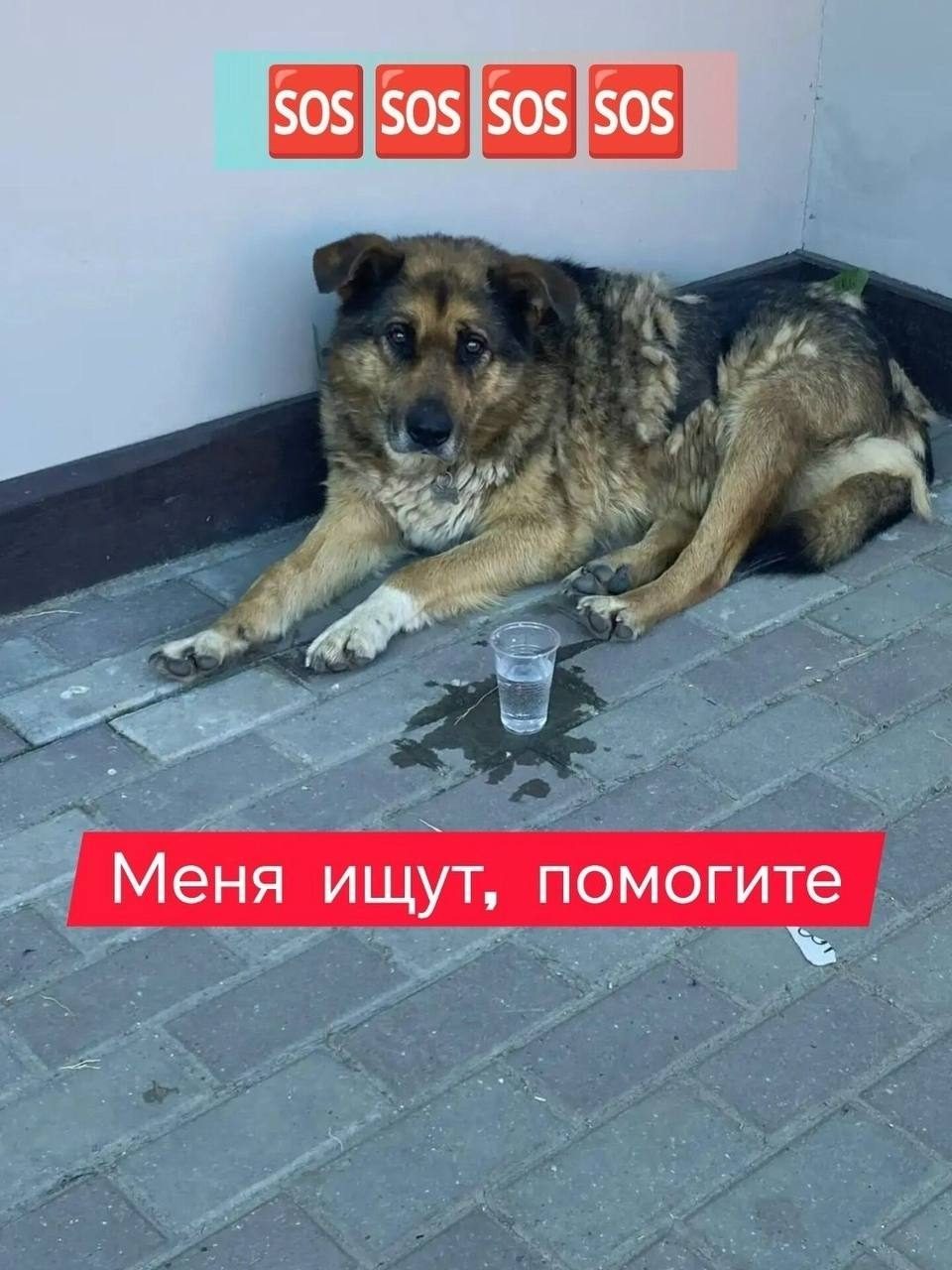 Найдена собака в Серпухове — фото объявления