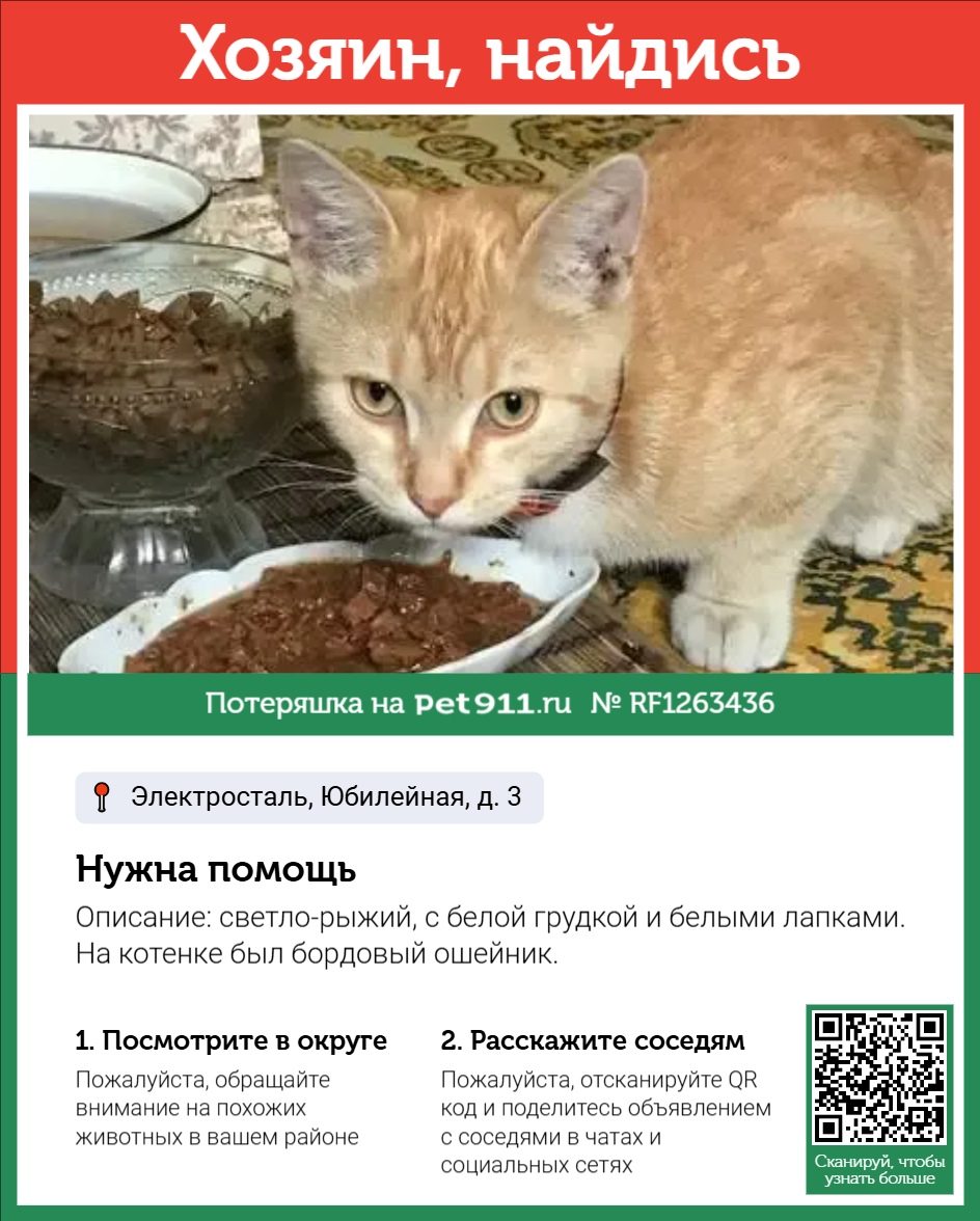 Найдена кошка в Майкопе — фото объявления