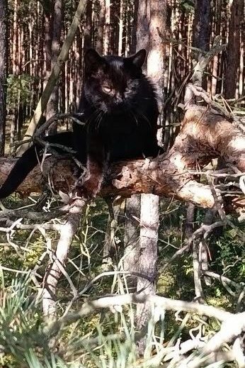 Объявление о питомце в Калининграде — фото объявления