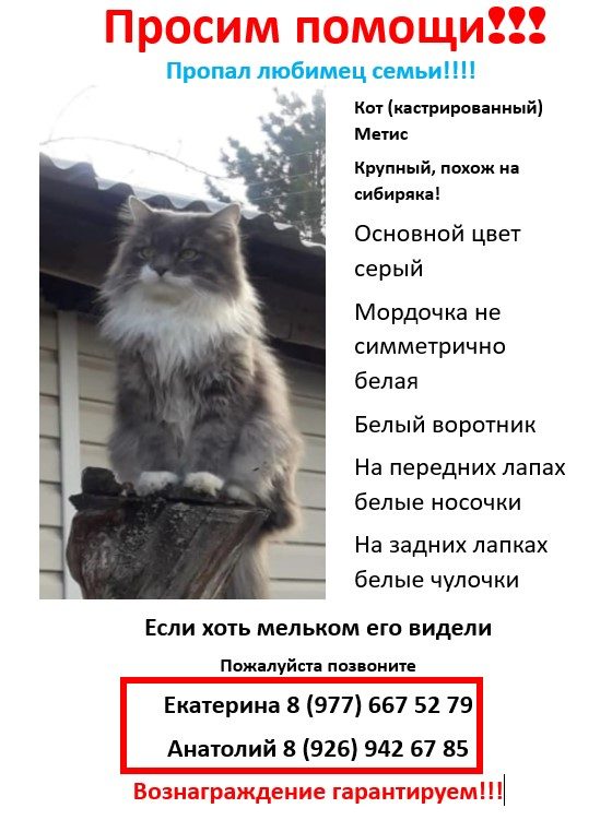 Пропала кошка в Солнечногорске — Крупный серый кот