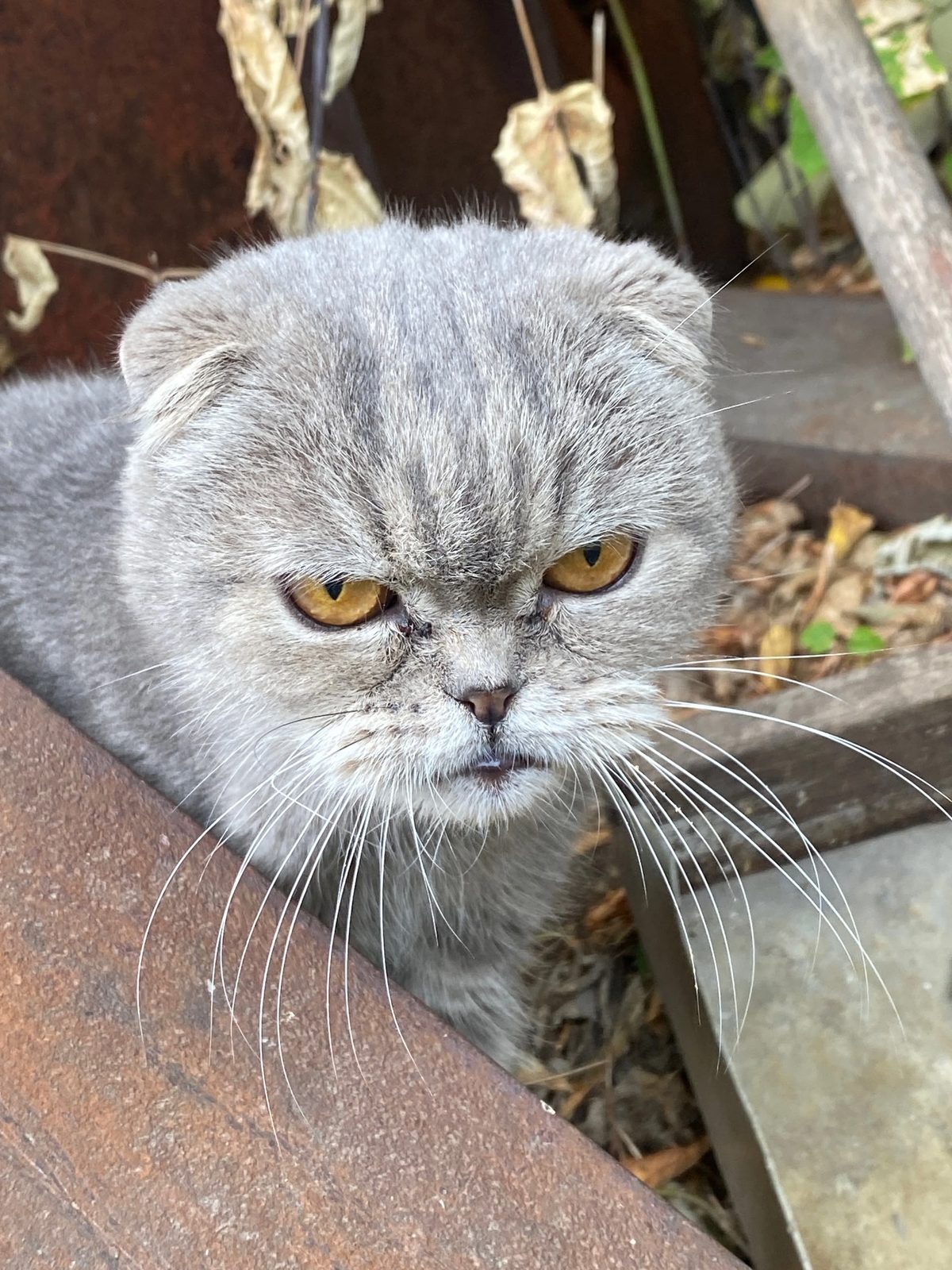 Найдена кошка в Раменском — фото объявления