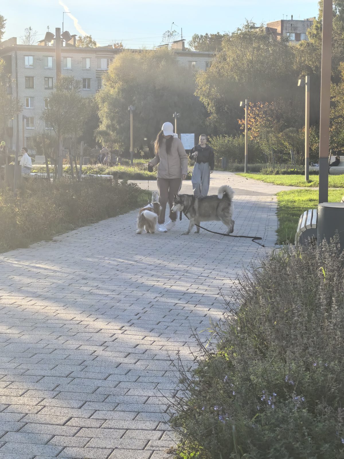 Найдена собака в Санкт-Петербурге — хаски потерялась