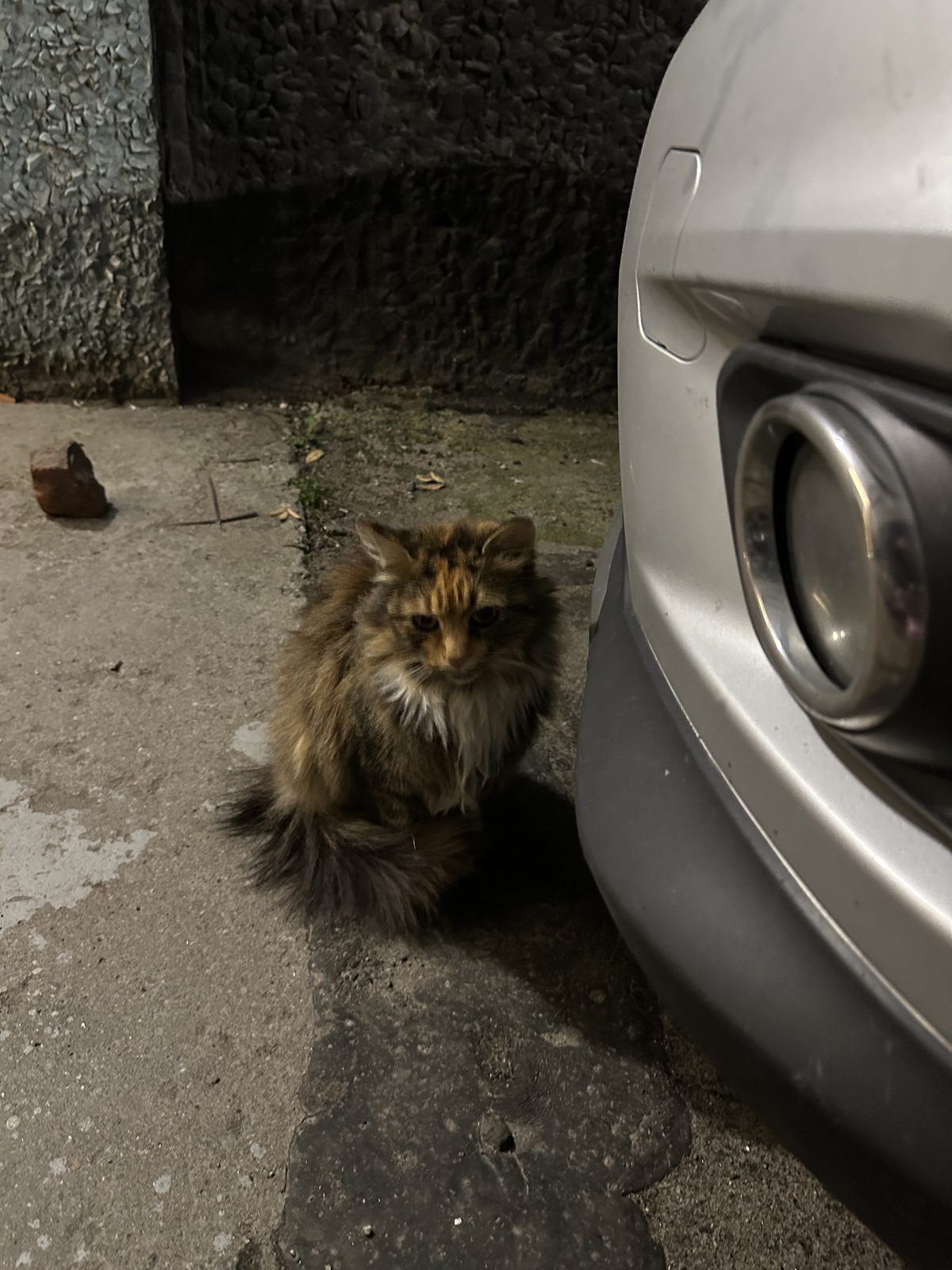 Найдена кошка в Мурманске — фото объявления