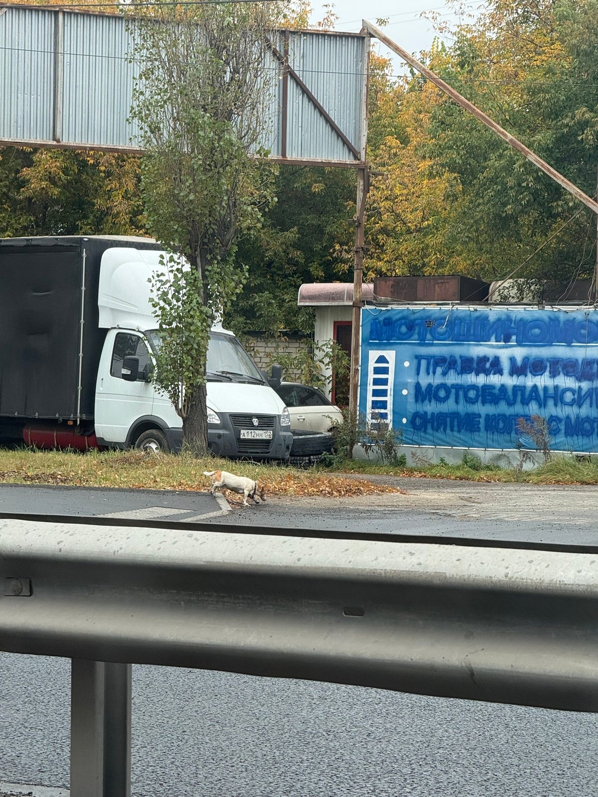 Найдена собака в Нижнем Новгороде — фото объявления