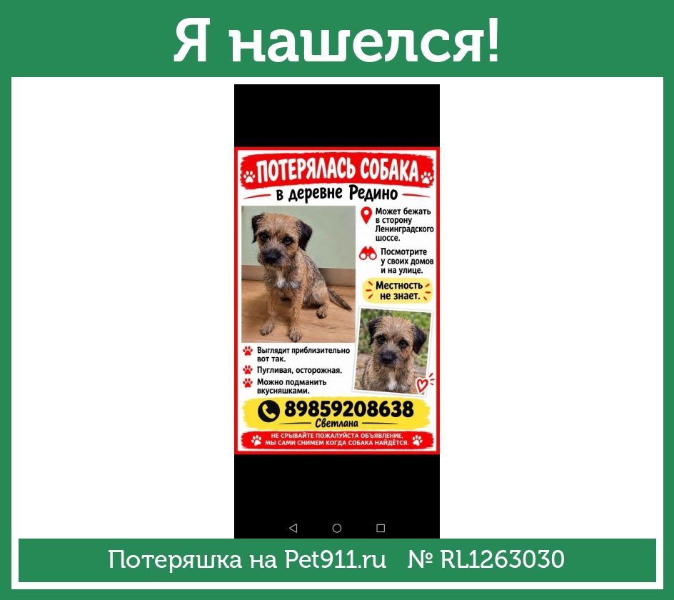 Найдена собака в Отрадном — фото объявления