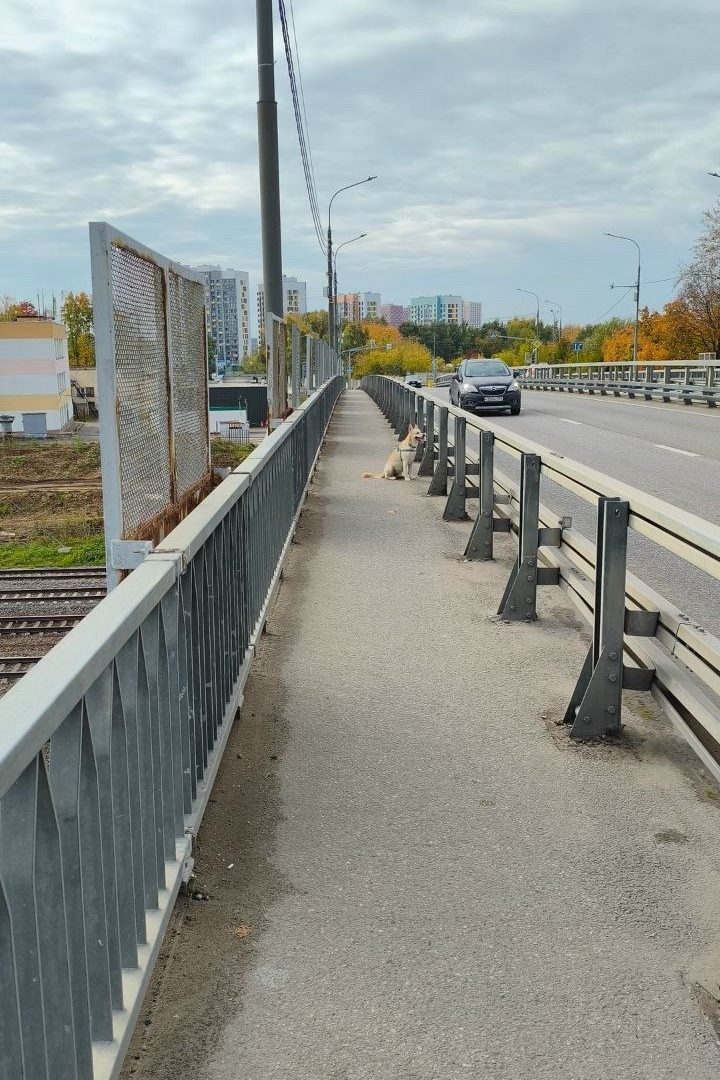 Найдена собака в Москве — фото объявления