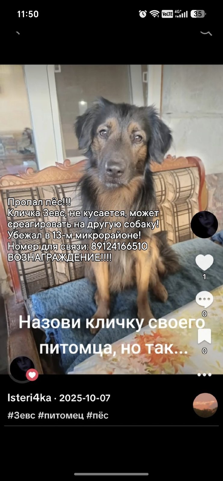 Пропала собака в Нефтеюганске — фото объявления
