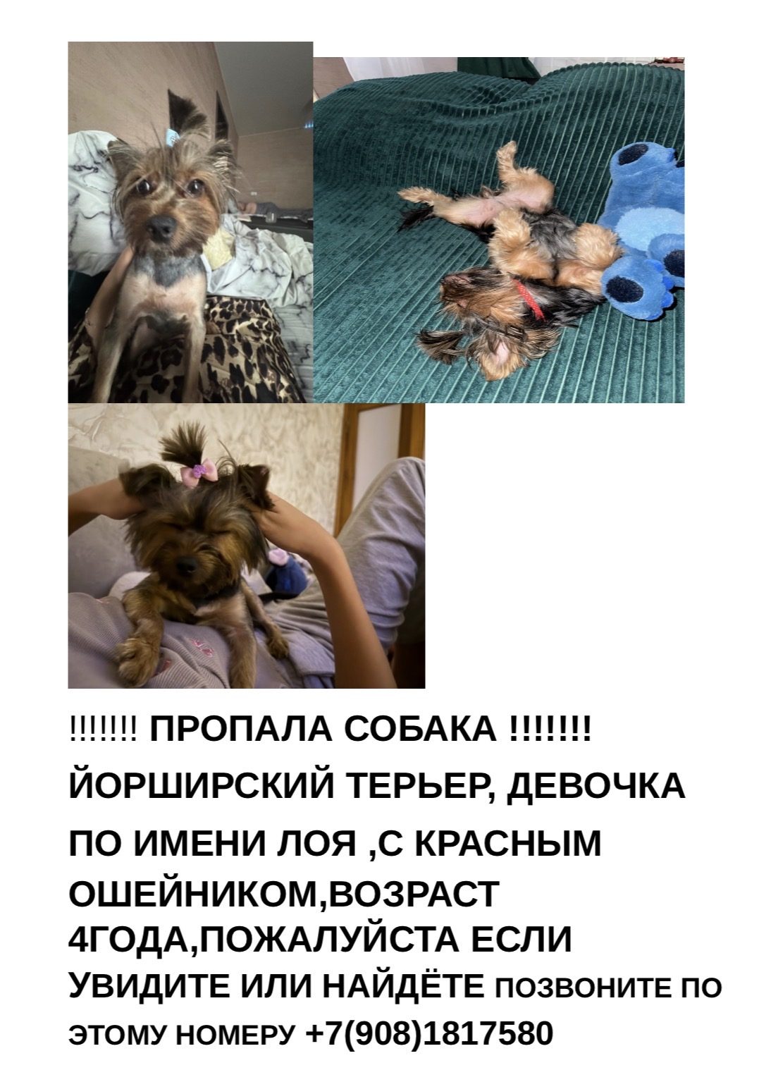 Пропала собака в Ростове-на-Дону — фото объявления