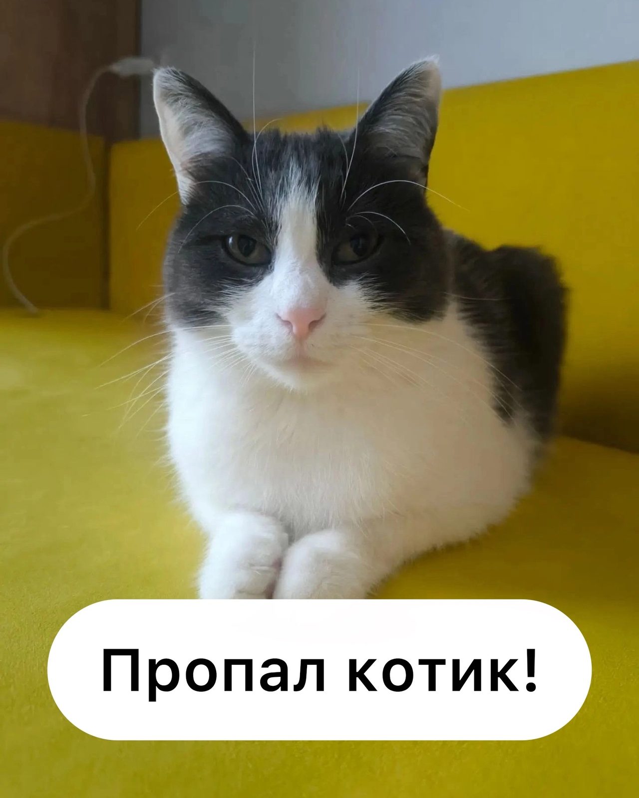 Найдена кошка в Ставрополе — фото объявления