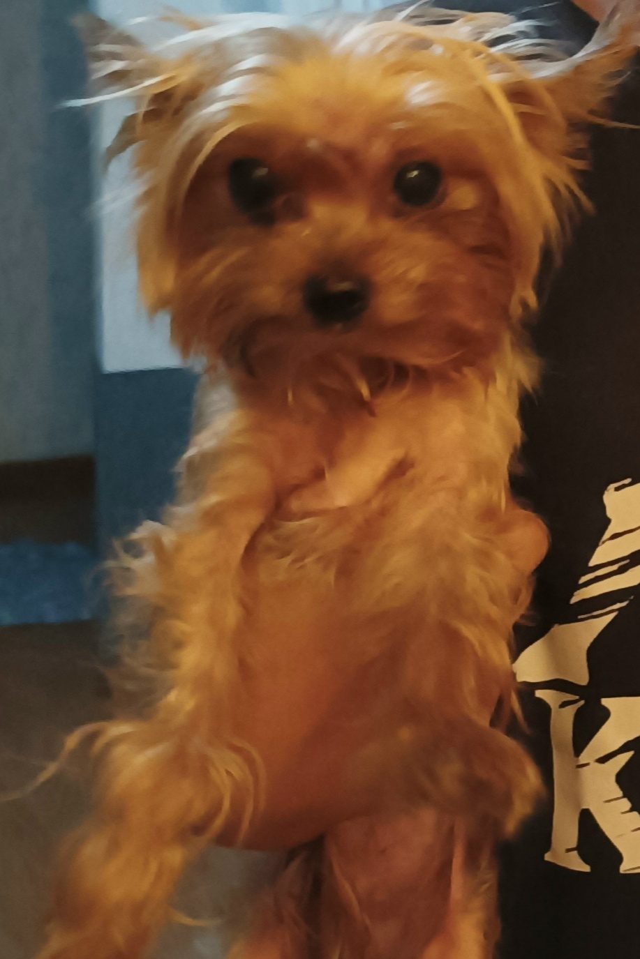 Найдена собака в Новокузнецке — фото объявления