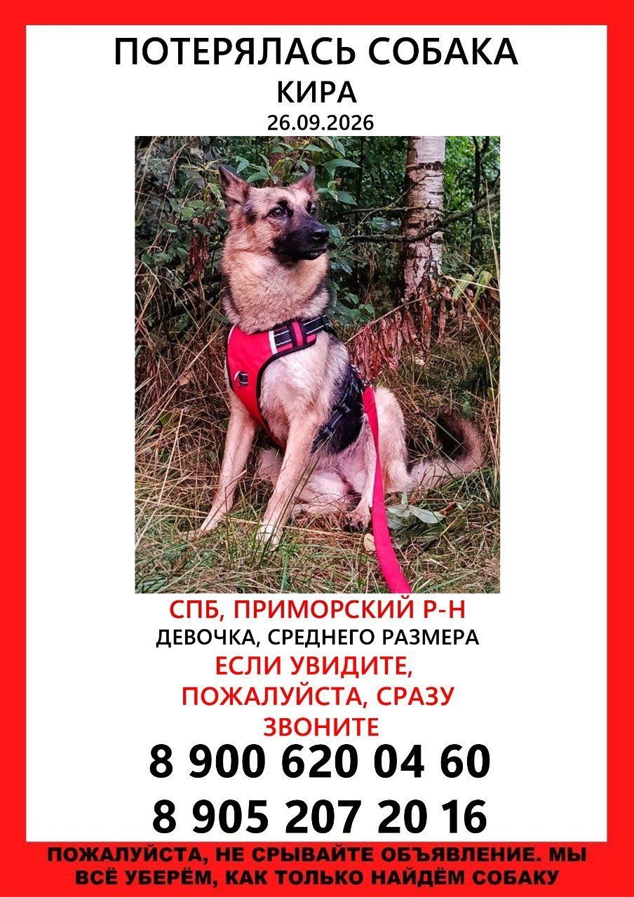 Пропала собака в Санкт-Петербурге — фото объявления