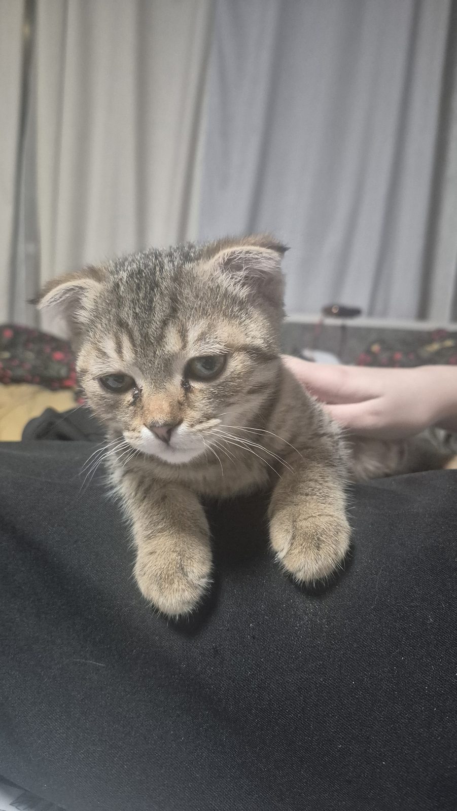 Найдена кошка в Кирове — фото объявления