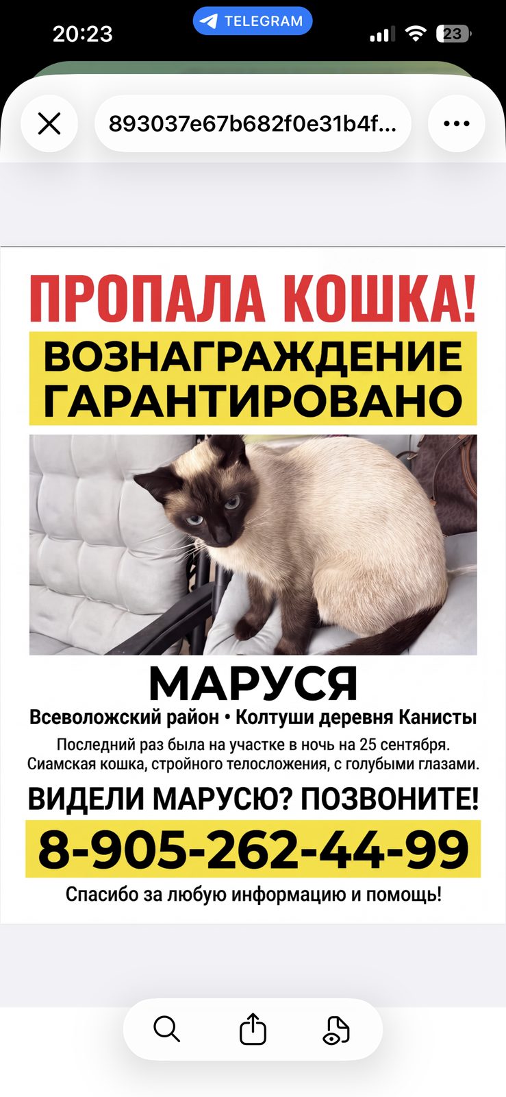 Пропала кошка в Колтушах — фото объявления