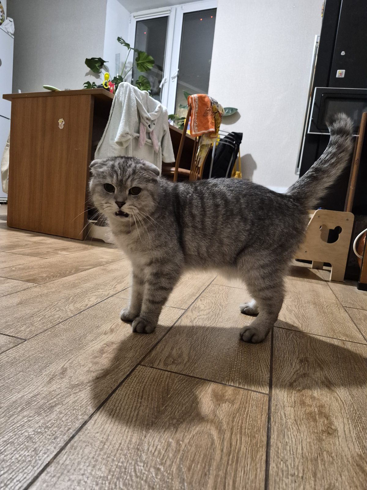 Найдена кошка в Королёве — фото объявления