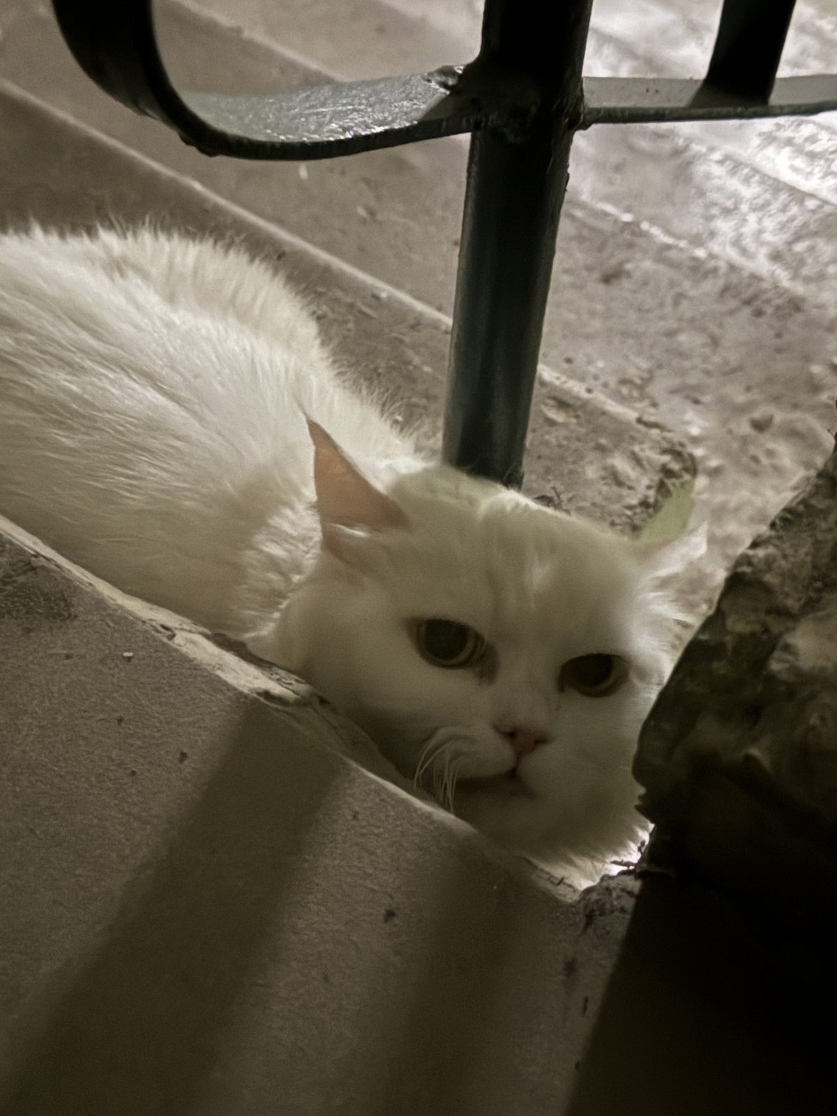 Найдена кошка в Брянске — Потерянный котик или кошечка