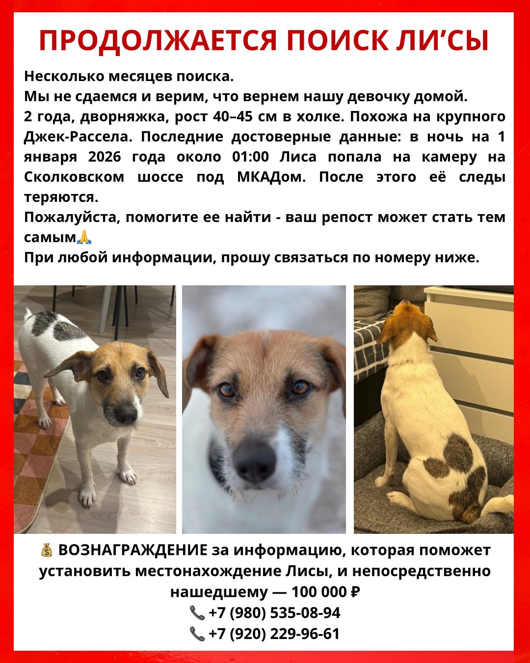 Пропала собака в Москве — фото объявления