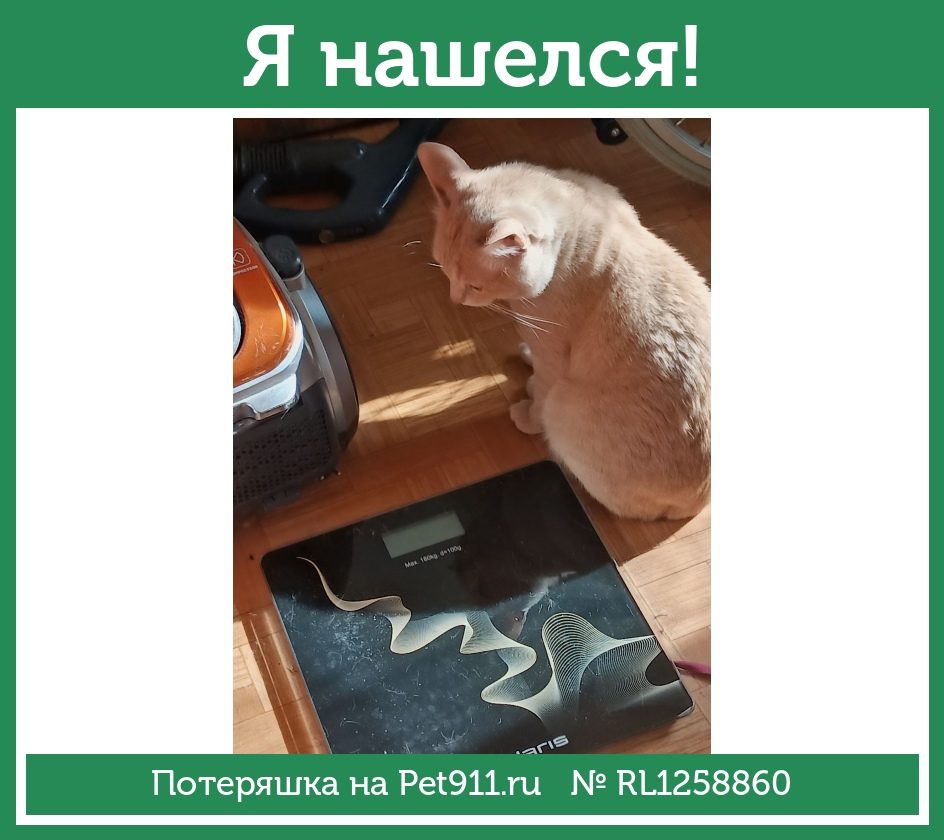 Найдена кошка в Костроме — фото объявления