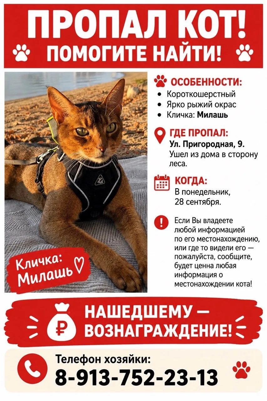 Пропала кошка в Новосибирске — фото объявления