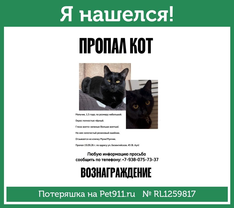 Найдена кошка в Нальчике — фото объявления