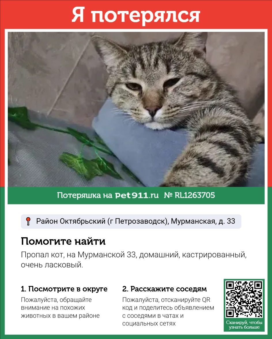 Найдена кошка в Петрозаводске — фото объявления
