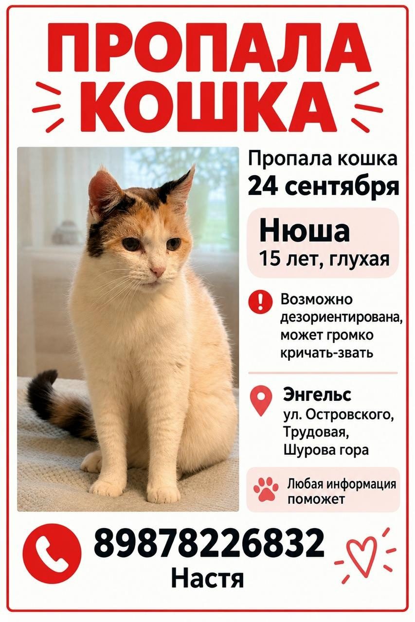 Найдена кошка в Энгельсе — фото объявления