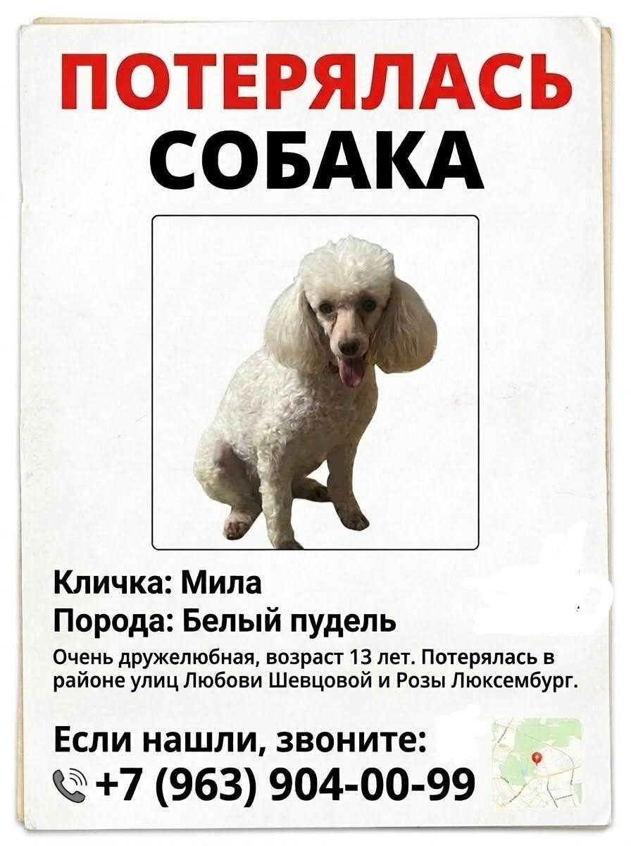 Пропала собака в Ульяновске — фото объявления